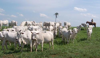 Amazon Cattle