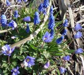 [Windflower.JPG]