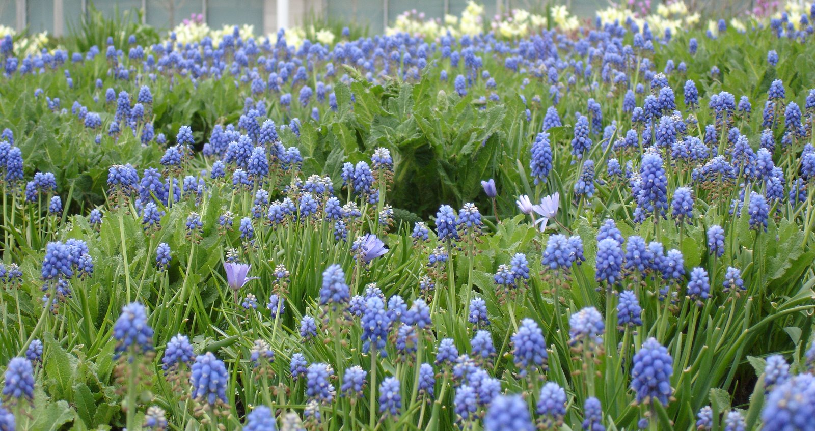 [Muscari.JPG]