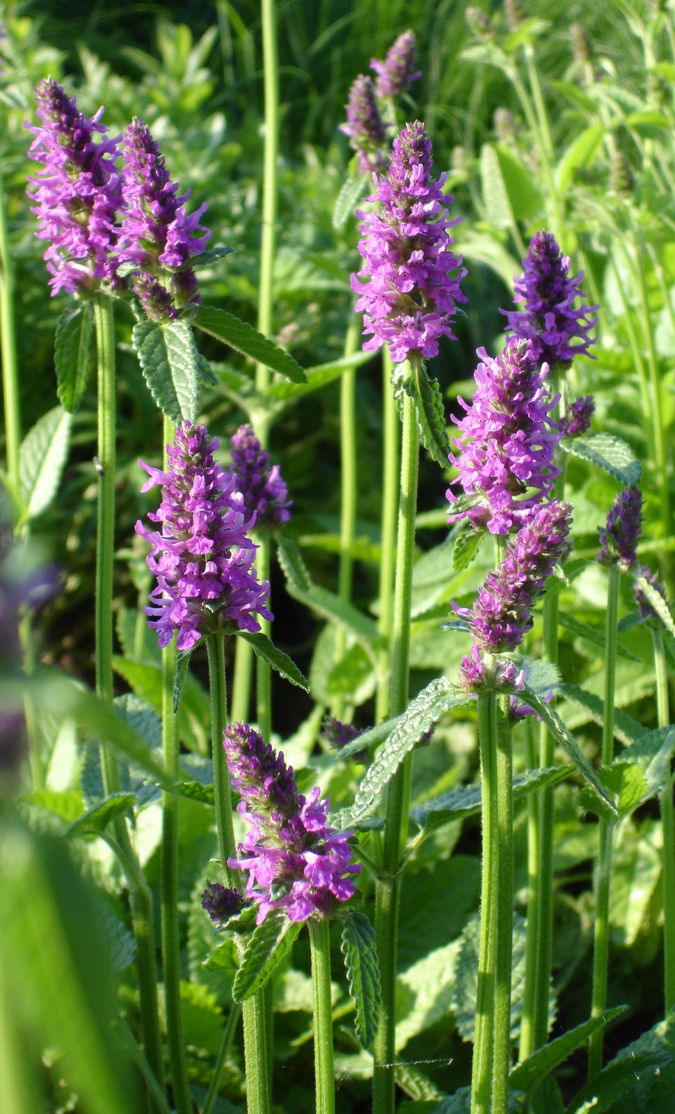 [Stachys+Hummelo2.JPG]