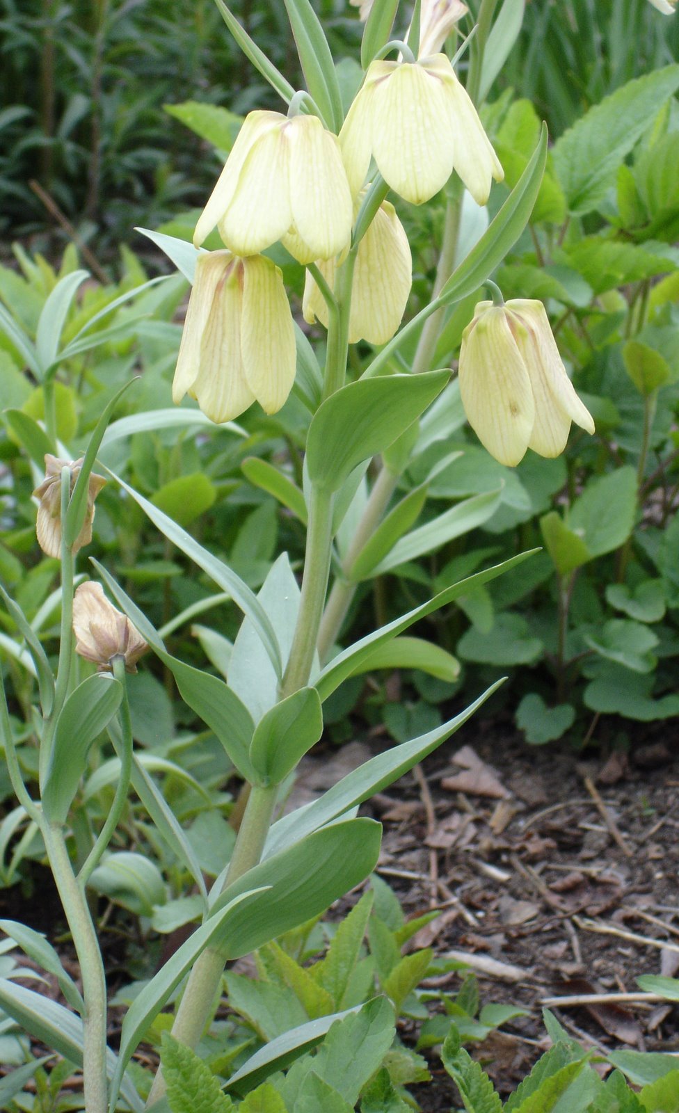 [FritillariaClose.JPG]