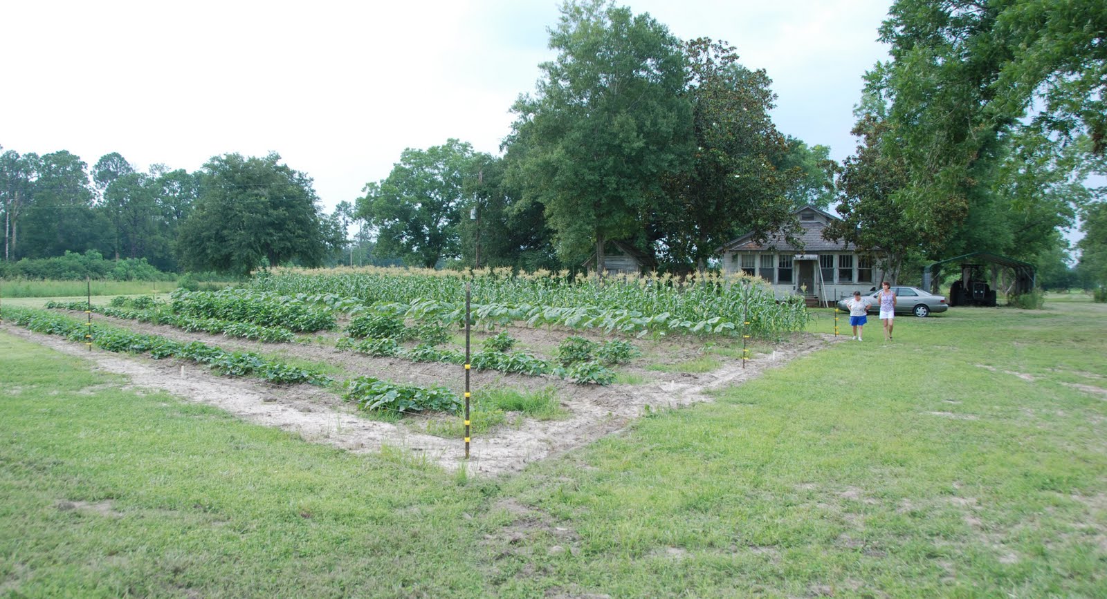 unforeseen river Louisiana Vegetable Garden