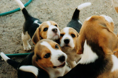 Doggies+and+puppies