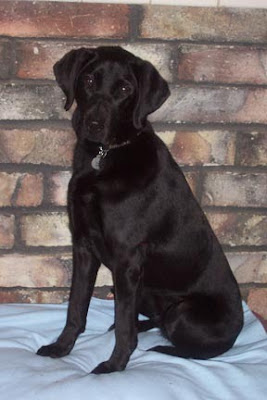 Black Lab guide Flute