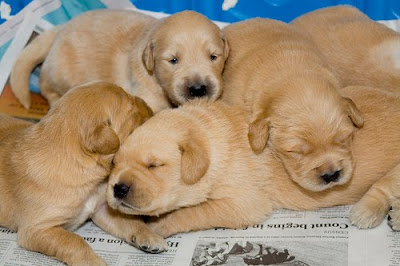 Fame's litter of puppies