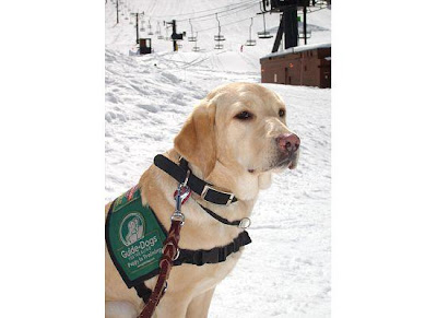 Guide Dog puppy Tiki