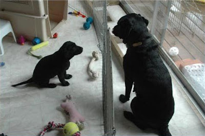 A baby pup looks up to his momma