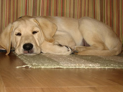 A napping Guide Dog puppy