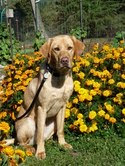 Guide Dog puppy Tully
