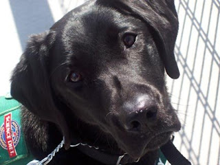 Black Lab Flute