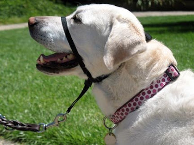 The proper fit of a head collar.