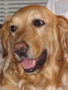Golden Retriever Ryka