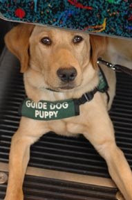 Guide Dog puppy Saturna is lying calmly under the seat on MetroRail.