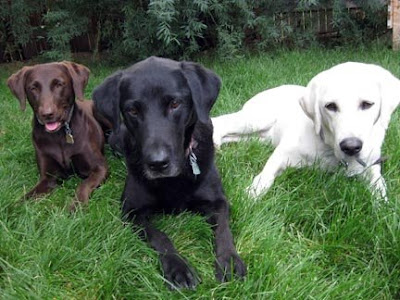 Yellow Lab Franco with friends Lady and Jedi