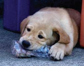 A yellow Lab puppy