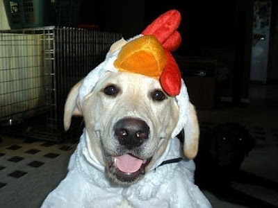 Yellow Lab Acadia dressed in a rooster costume