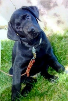 Black Lab puppy Gannon