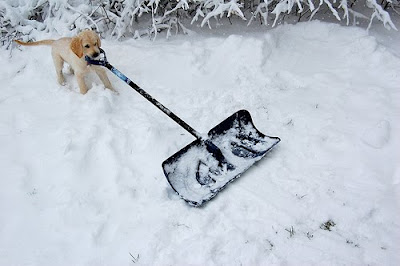 Yellow Lab Kingston with a snow shovel