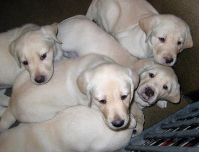 A pile of yellow Lab puppies