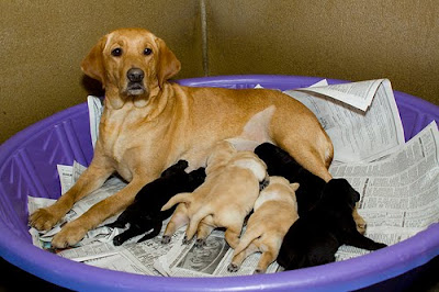Lania with her first litter of pups