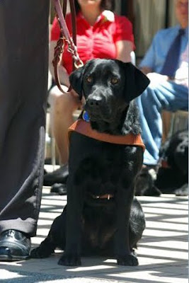 Black Lab Freya at graduation