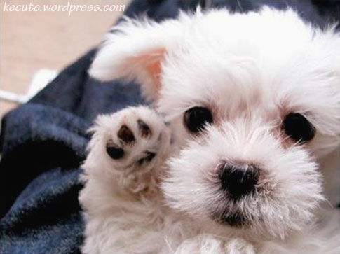 Puppies on Puppies