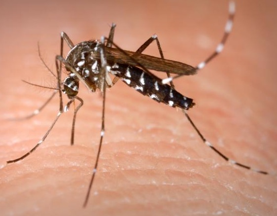 [Aedes_Albopictus.jpg]