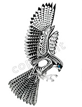 Karearea - Native NZ Falcon
