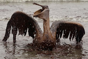 Dying Brown Pelican