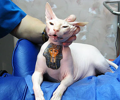 7.Tattoo on Cats