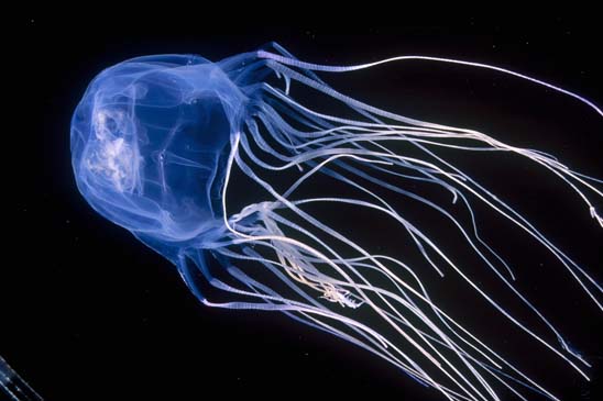 Box Jellyfish Ocean Hunters