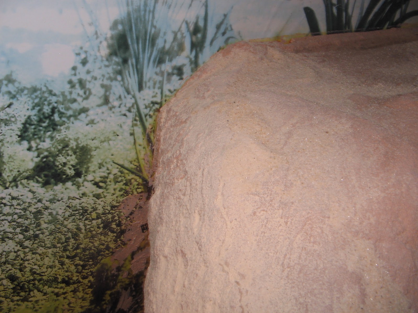 bearded-dragon-cage-dirt6.jpg