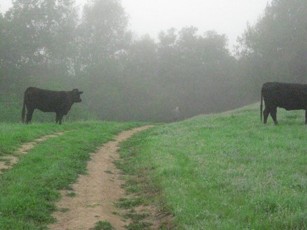 [cows]