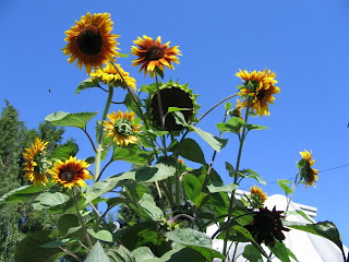 trippy sunflower