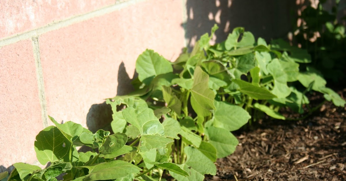 Our Organic Urban Garden How To Get Rid Of Pill Bugs The Research