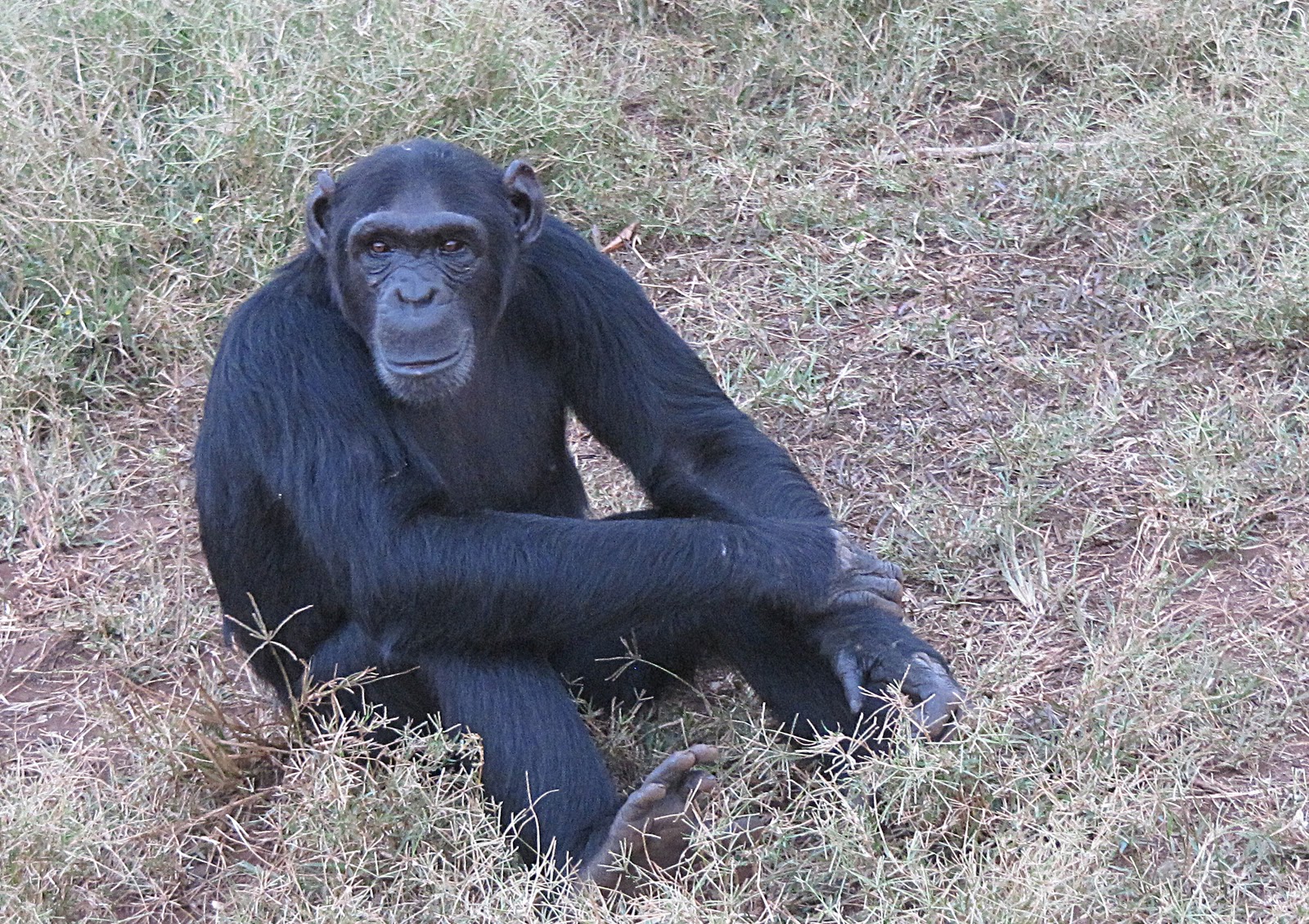 without hair chimpanzee without hair www imgkid the image kid has it without hair chimpanzee without hair www imgkid the image kid has it