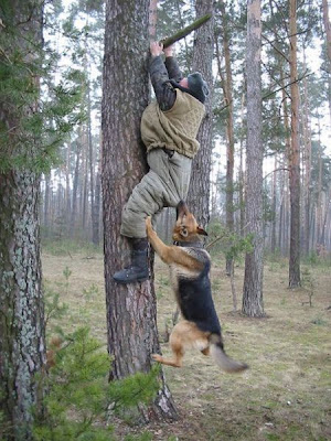 動物的反擊