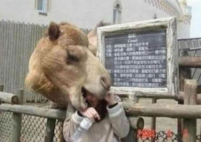動物的反擊