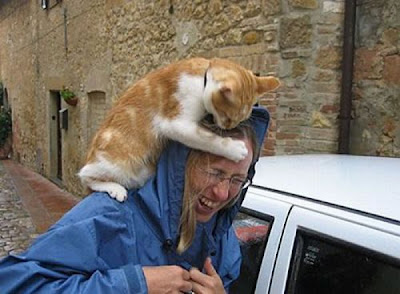 動物的反擊