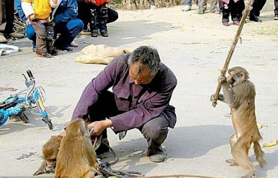 動物的反擊