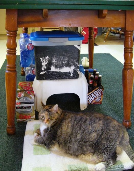[fat_pets_16.jpg]
