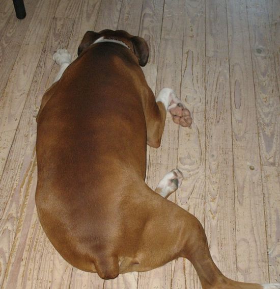 [fat_pets_12.jpg]