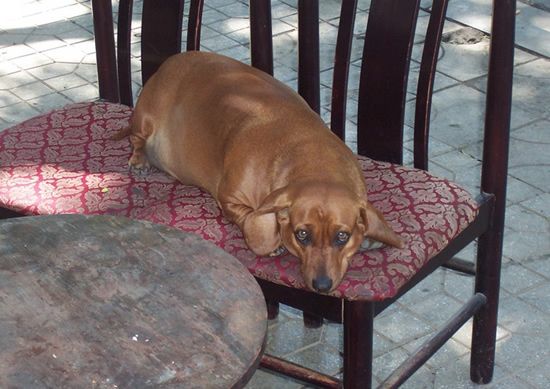 [fat_pets_06.jpg]