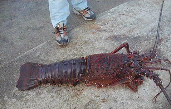 [Giant_Animals_23.jpg]