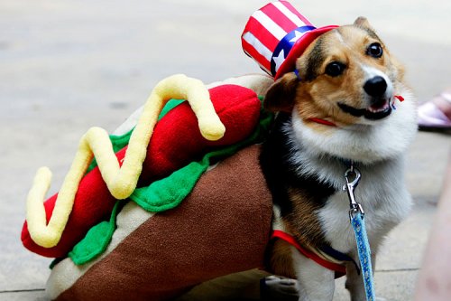 [dog_costumes1.jpg]