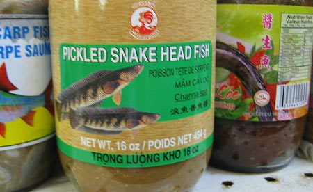 [pickled-snake-head.jpg]