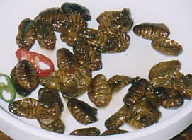 [bugsin-chicago.jpg]