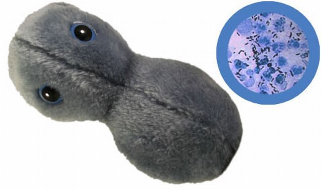 [Plush_Toy_Microbes_05.jpg]