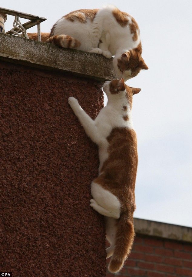 [charle-spider-cat-03.jpg]