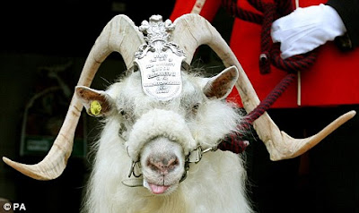 Billy a Kashmir goat